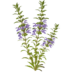 Съставки 41 dracocephalum