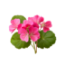Съставки 32 geranium oil