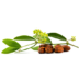 Съставки 21 jojoba oil