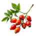 Съставки 11 rosehip oil