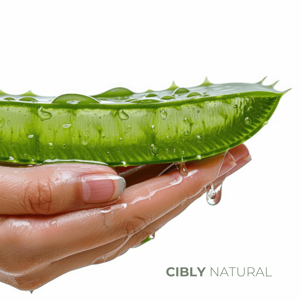 Начало 32 алое вера растение свежи листа антистареещи свойства