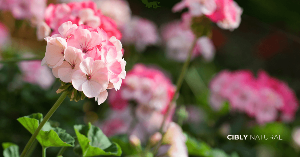 Прясно набрани цветове на розов здравец (Pelargonium Graveolens) до капкомер с етерично масло – натурална съставка за балансирана кожа